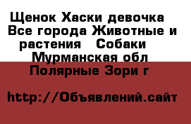 Щенок Хаски девочка - Все города Животные и растения » Собаки   . Мурманская обл.,Полярные Зори г.